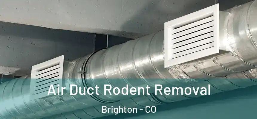  Air Duct Rodent Removal Brighton - CO